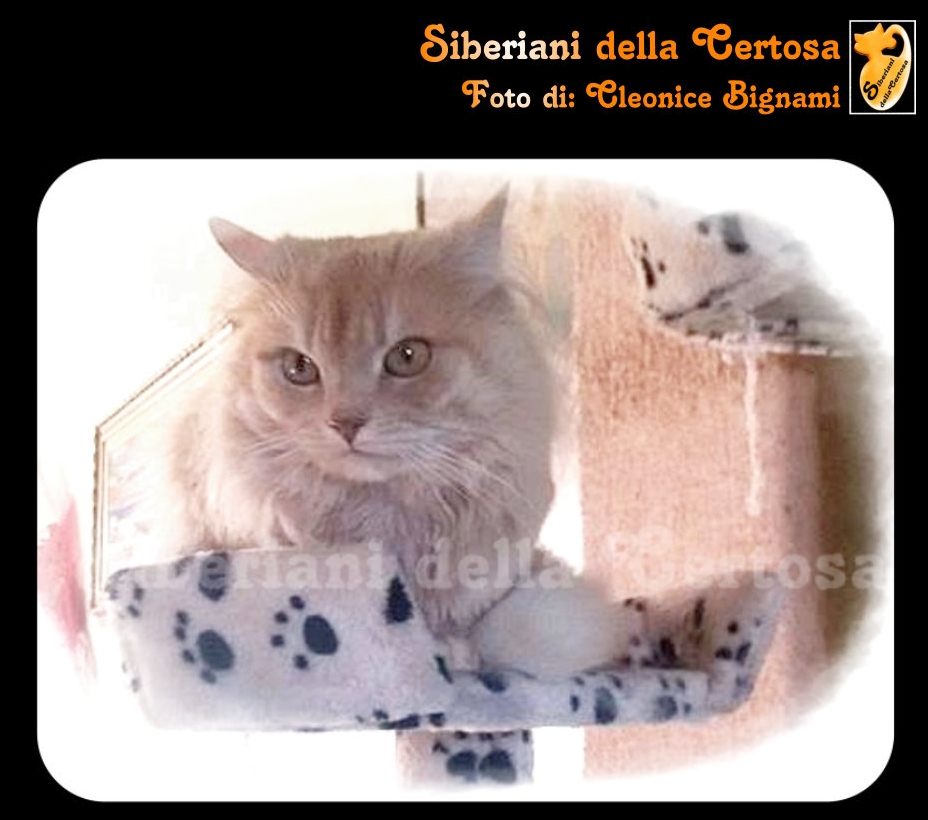 Allevare Gatti Siberiani è La Mia Passione
