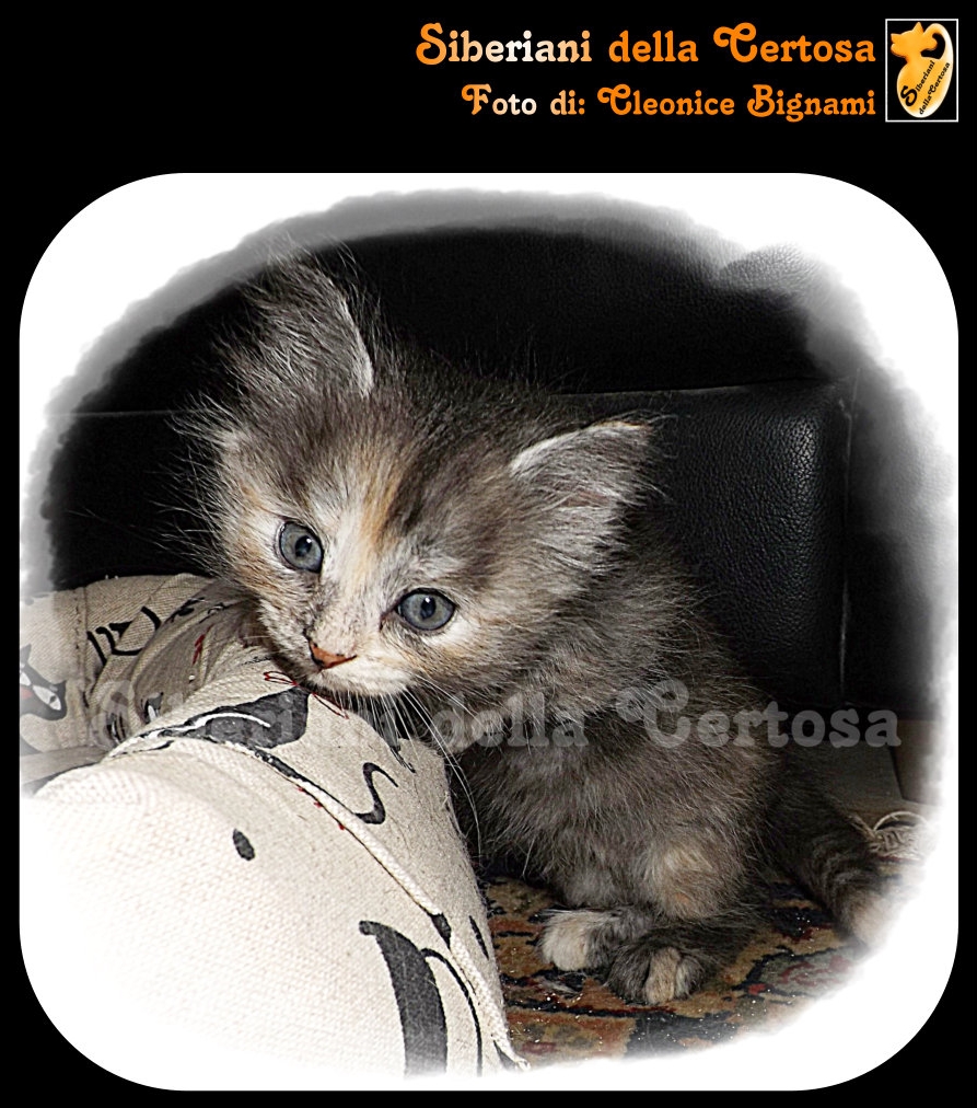 Allevare Gatti Siberiani è La Mia Passione