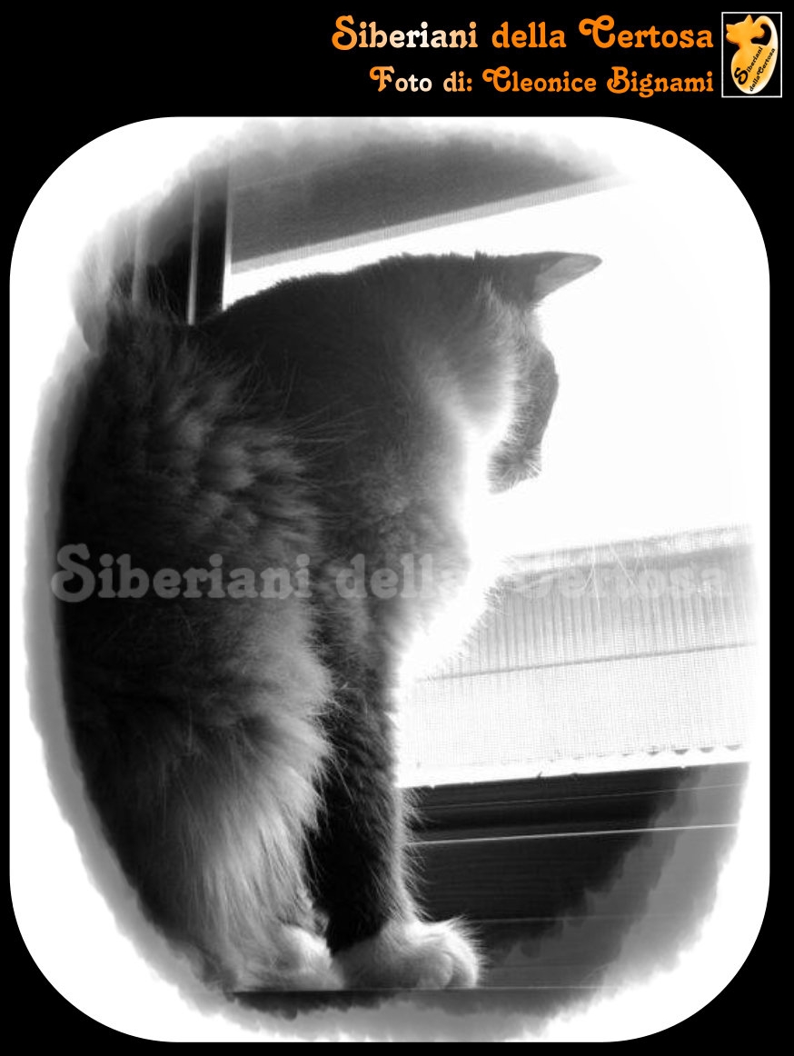 Allevare Gatti Siberiani è La Mia Passione