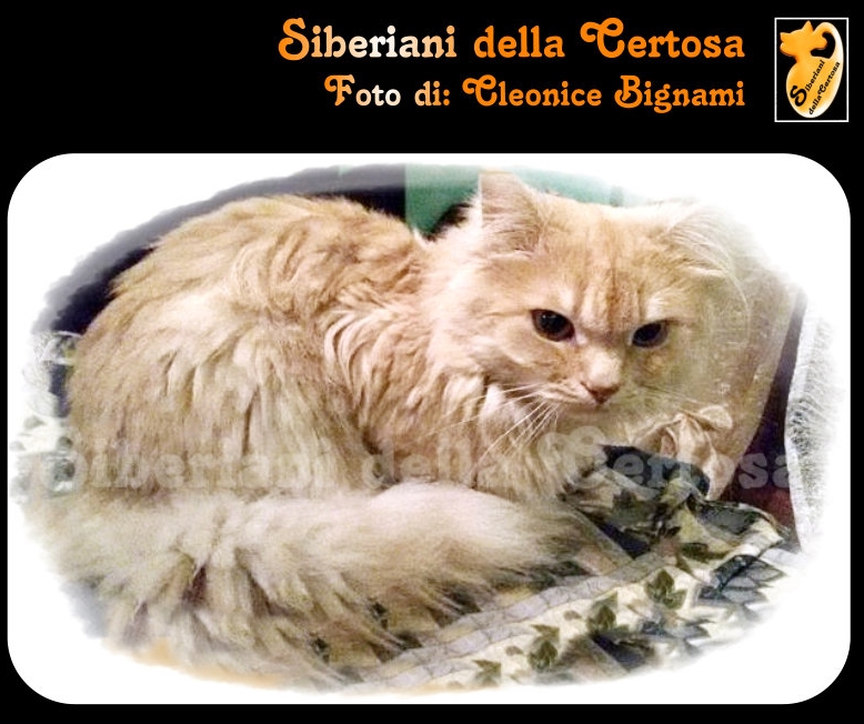 Allevare Gatti Siberiani è La Mia Passione