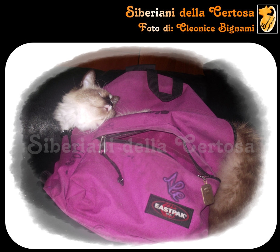 Allevare Gatti Siberiani è La Mia Passione