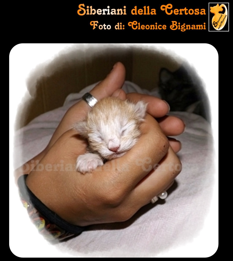 Il Carattere Del Gatto Siberiano