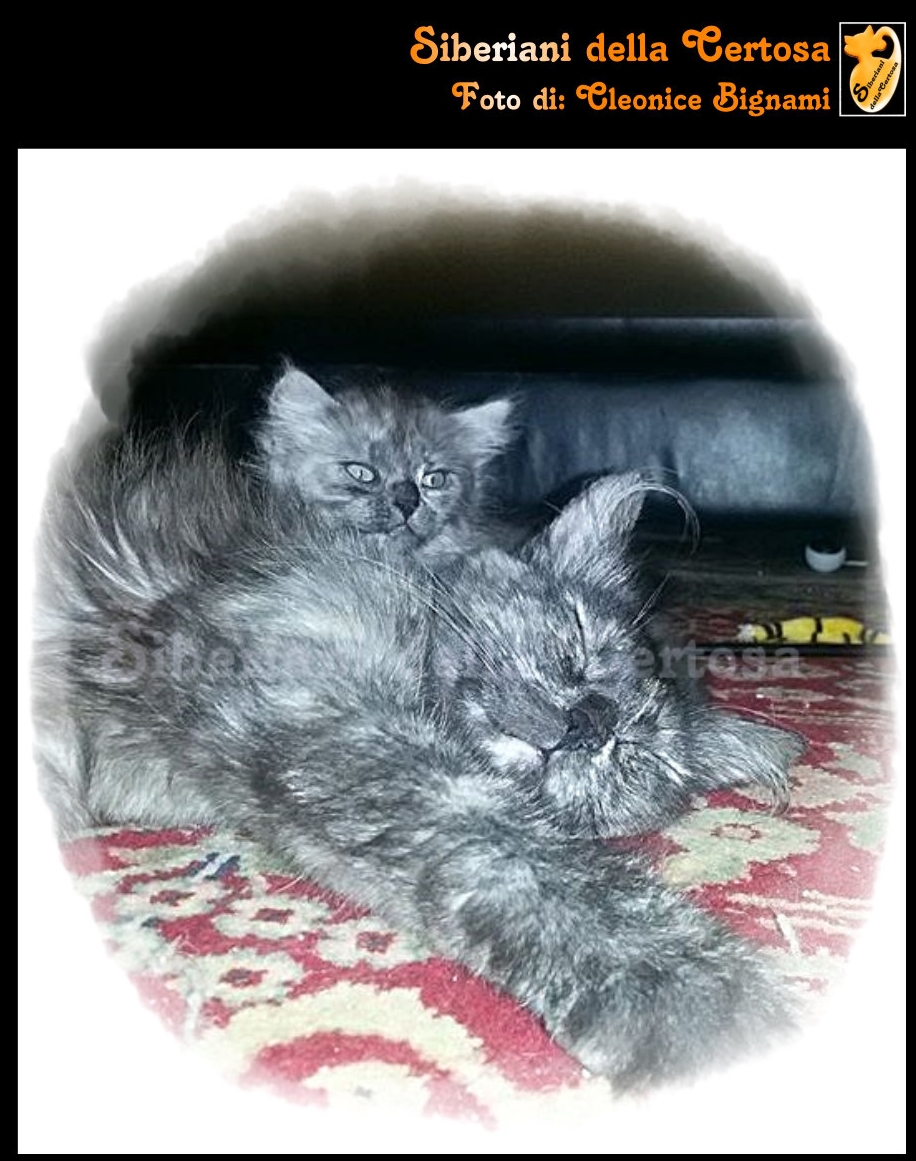 Il Nostro Allevamento Di Gatti Siberiani