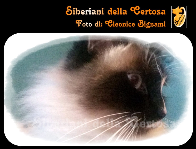Parliamo Di Allergie Al Gatto