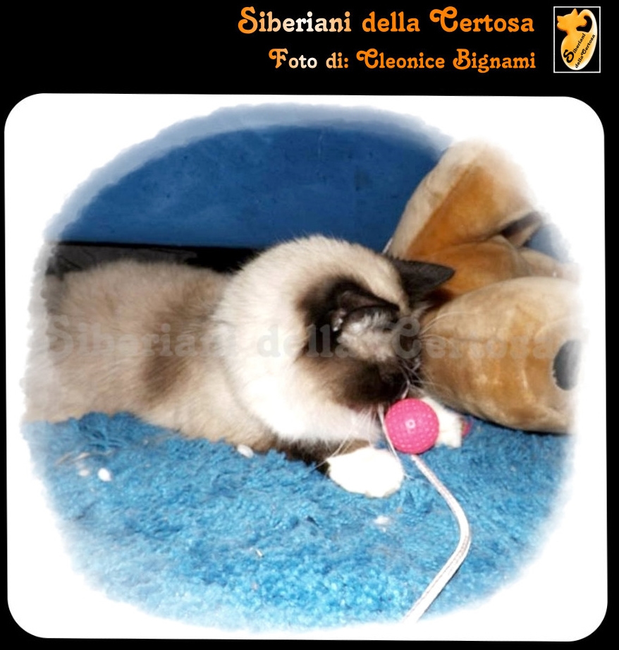Parliamo Di Allergie Al Gatto