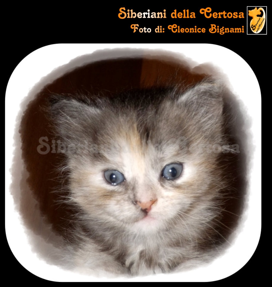 9consigli