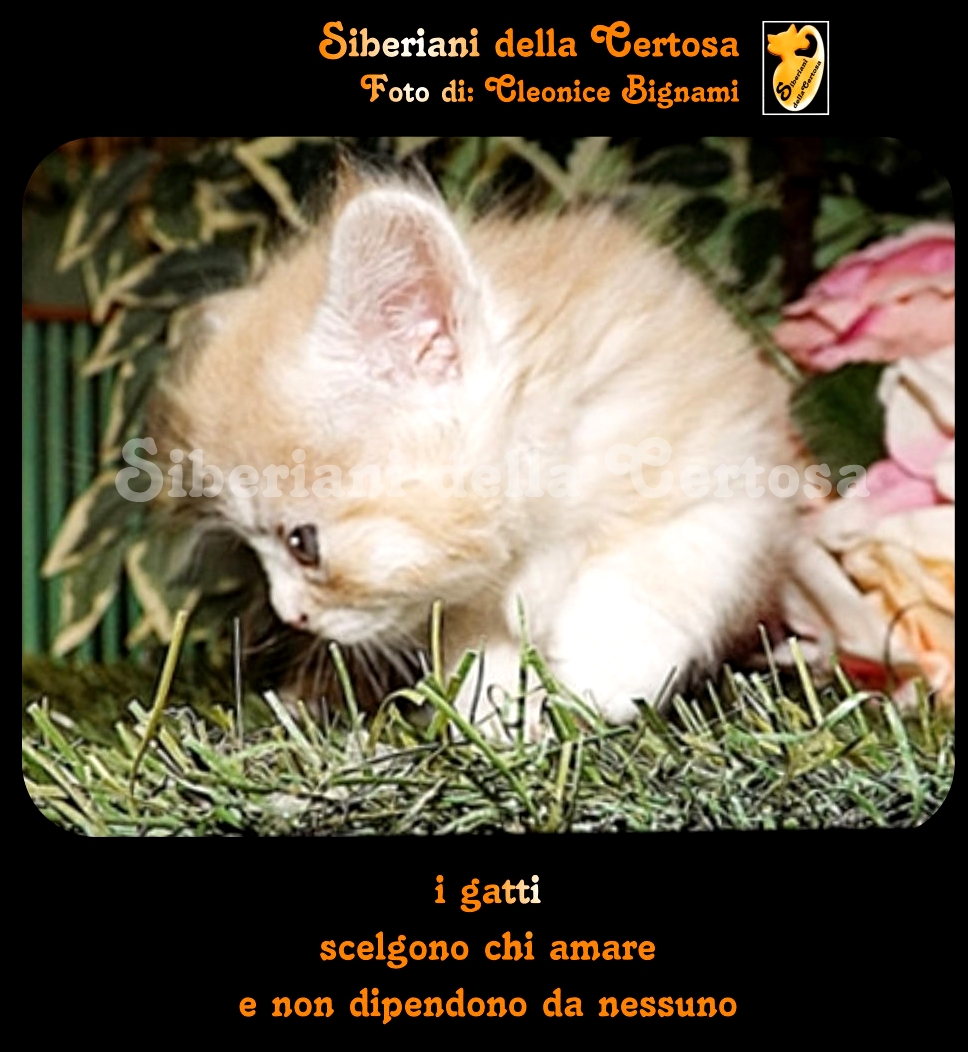 Aforismi E Frasi Sui Gatti