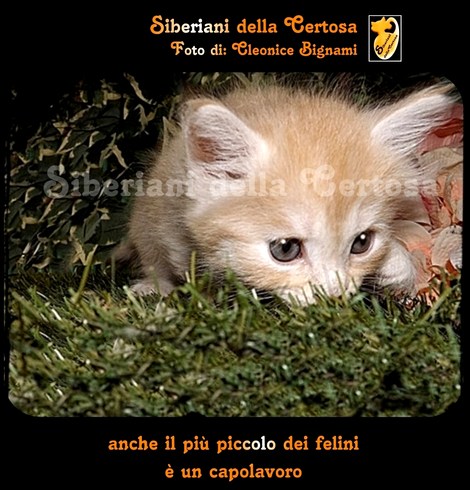 Aforismi E Frasi Sui Gatti