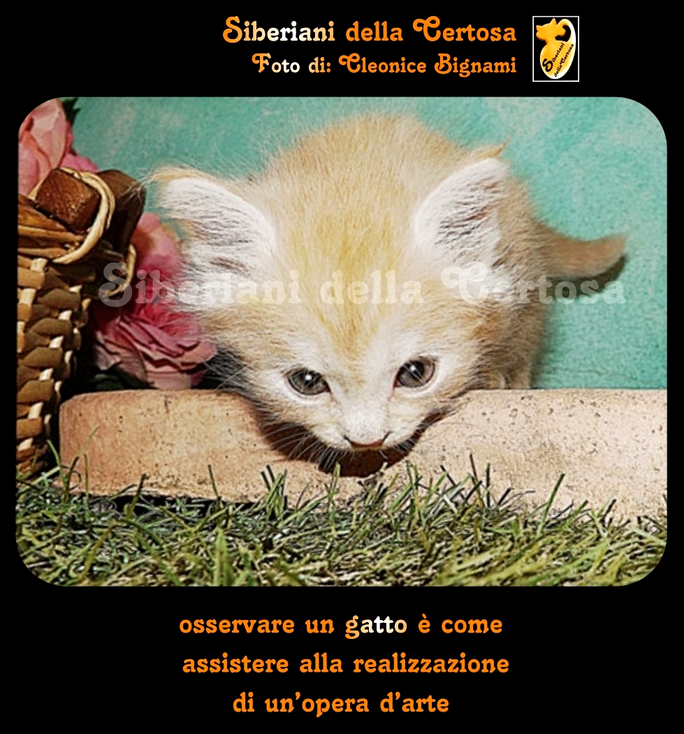Aforismi E Frasi Sui Gatti