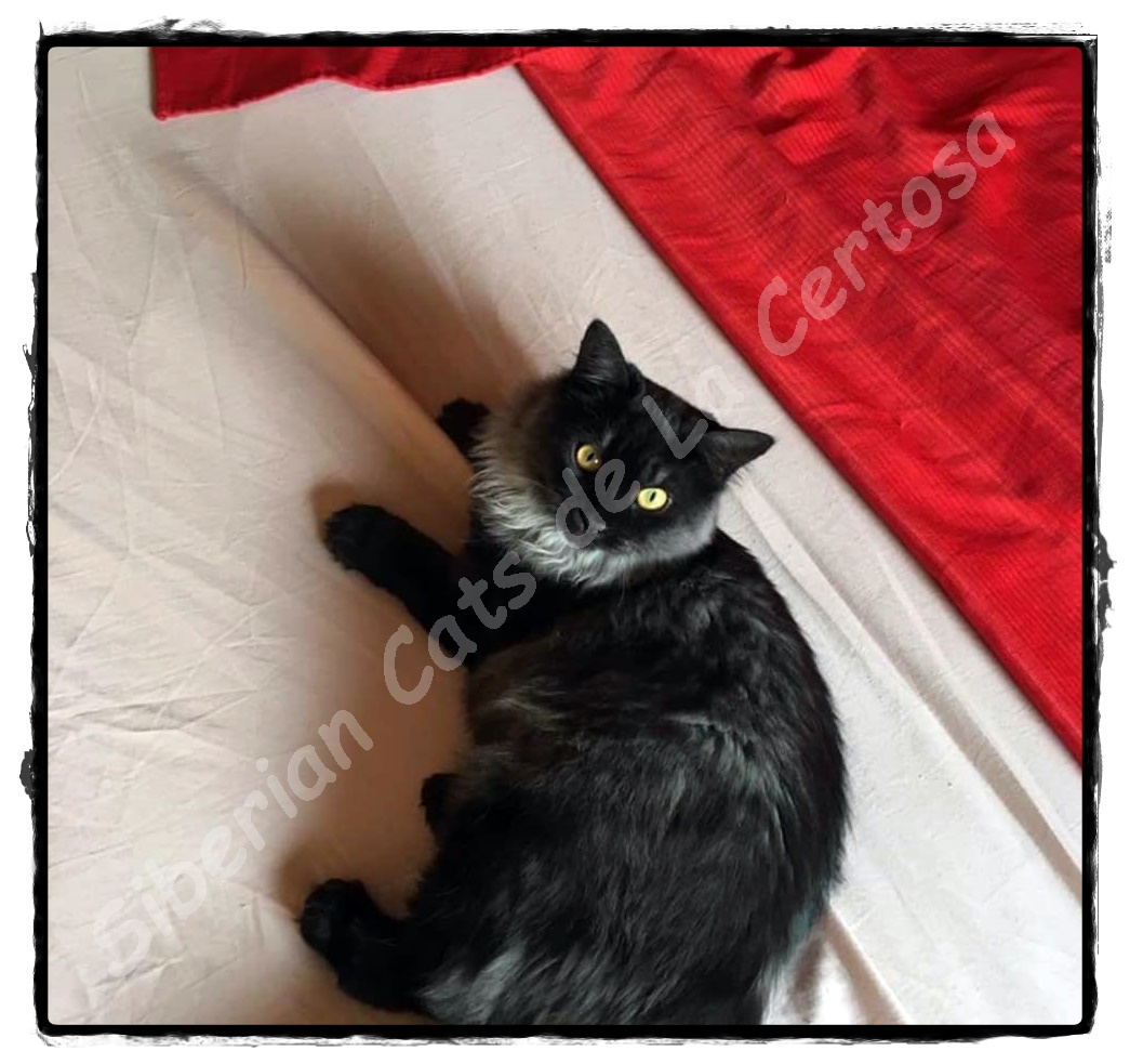Come Aprire Un Allevamento Di Gatti